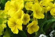 Primula polyantha Primel Spring Bouquet Goldgelb