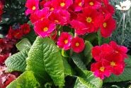 Primula polyantha Primel Spring Bouquet Orangerot