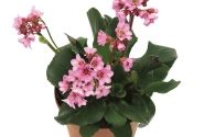 Bergenia cordifolia Rosenkristall