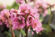 Bergenia cordifolia Rosenkristall