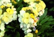 Erysimum Erysimum RYSI Moon Improved