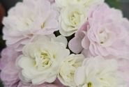 Primula Belarina Pink Ice