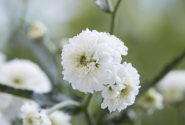 Achillea ptarmica Diadem