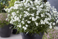 Achillea ptarmica Diadem