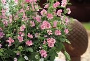Anisodonthea capensis Lady in Pink