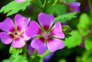 Anisodonthea capensis Lady in Pink