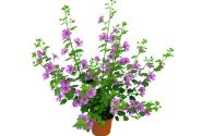 Anisodonthea capensis Lady in Pink