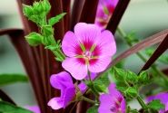 Anisodonthea capensis Lady in Pink