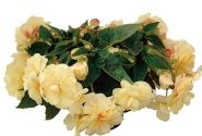 Begonia tuberhybrida Chardonnay