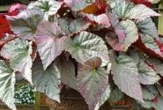Begonia Silver Treasure