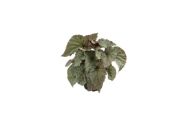 Begonia Silver Treasure