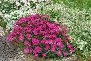 Dianthus hybridus WAIKIKI Pink