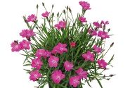 Dianthus hybridus WAIKIKI Pink