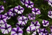 Petunia atkinsiana Mini Vista Violet Star