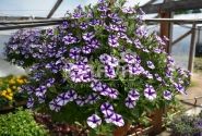 Petunia atkinsiana Mini Vista Violet Star