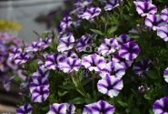 Petunia atkinsiana Mini Vista Violet Star