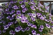 Petunia atkinsiana Mini Vista Violet Star