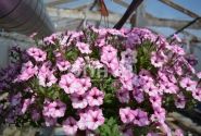 Petunia atkinsiana Mini Vista Pink Star