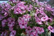 Petunia atkinsiana Mini Vista Pink Star