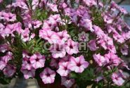 Petunia atkinsiana Mini Vista Pink Star