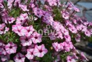 Petunia atkinsiana Mini Vista Pink Star