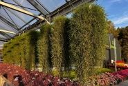 Agrostis stolonifera Green Twist