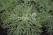 Artemisia mauiensis Makana