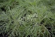 Artemisia mauiensis Makana
