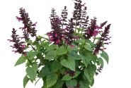Salvia hybrida Rockin Fuchsia