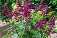 Salvia hybrida Rockin Fuchsia