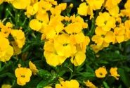 Erysimum Erysimum Winter Power
