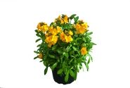 Erysimum Erysimum Winter Power
