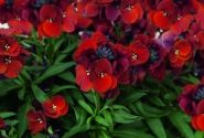 Erysimum Erysimum Winter Flame