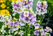 Erysimum Erysimum Winter Charm