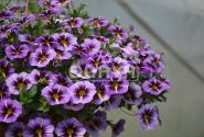 Calibrachoa hybrida Superbells Evening Star