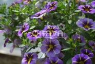 Calibrachoa hybrida Superbells Evening Star