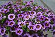 Calibrachoa hybrida Superbells Evening Star