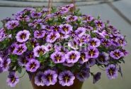 Calibrachoa hybrida Superbells Evening Star