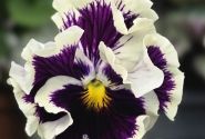 Viola cornuta Ruffles Purple White Rim