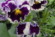 Viola cornuta Ruffles Purple White Rim