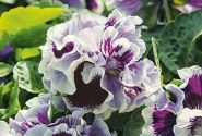 Viola cornuta Ruffles Purple White Rim