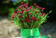 Dianthus hybridus Merci Fleuri