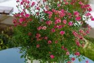 Rosa hybride Lilly Rose Wonder 6