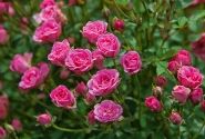 Rosa hybride Lilly Rose Wonder 6