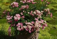 Rosa hybride Lilly Rose Wonder 6