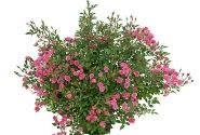 Rosa hybride Lilly Rose Wonder 6