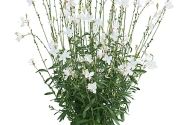 Gaura lindheimeri Nova