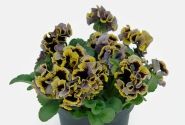 Viola cornuta Viola Ruffles Dark Heart Impr.