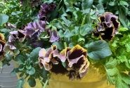 Viola cornuta Viola Ruffles Dark Heart Impr.