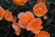 Begonia hybrida Bellissa Orange